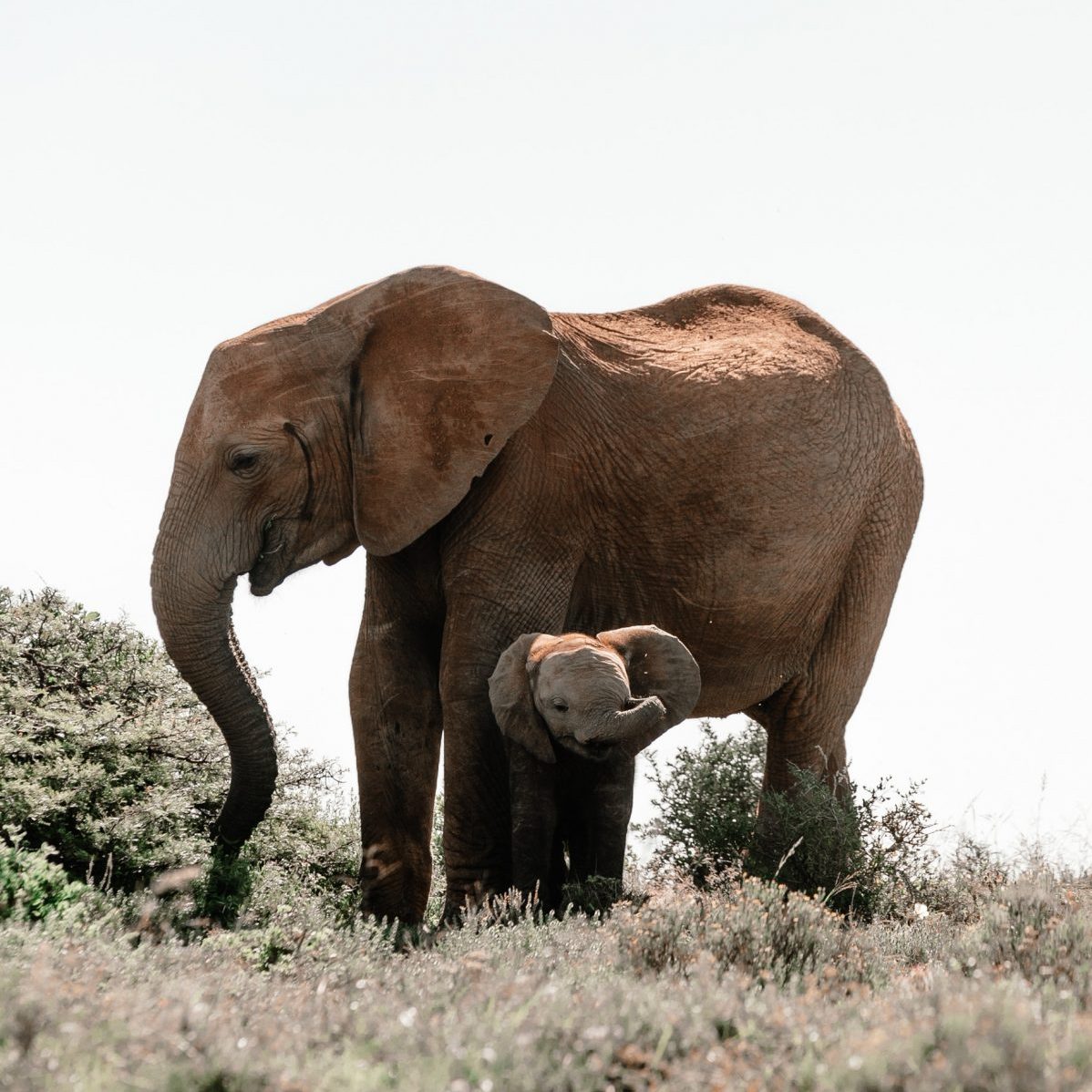 Éléphant avec un éléphanteau